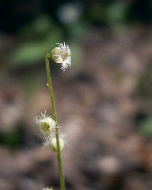 Mitella diphylla flower