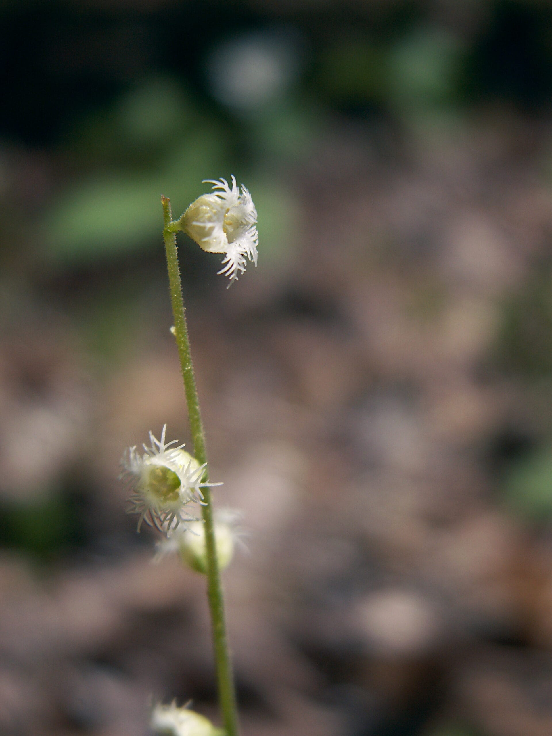 Mitella diphylla flower