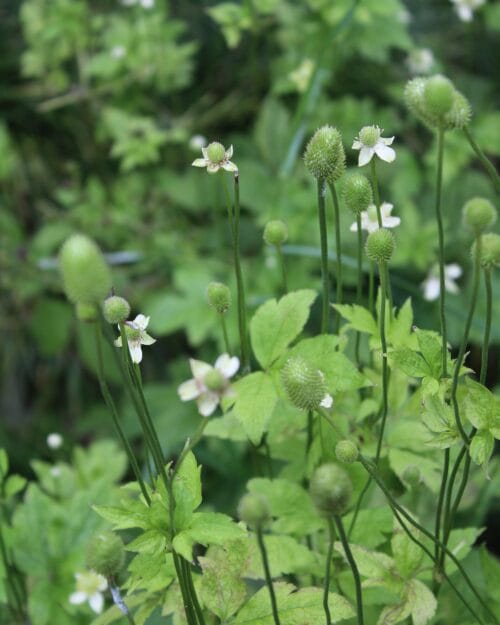 Tall Thimbleweed