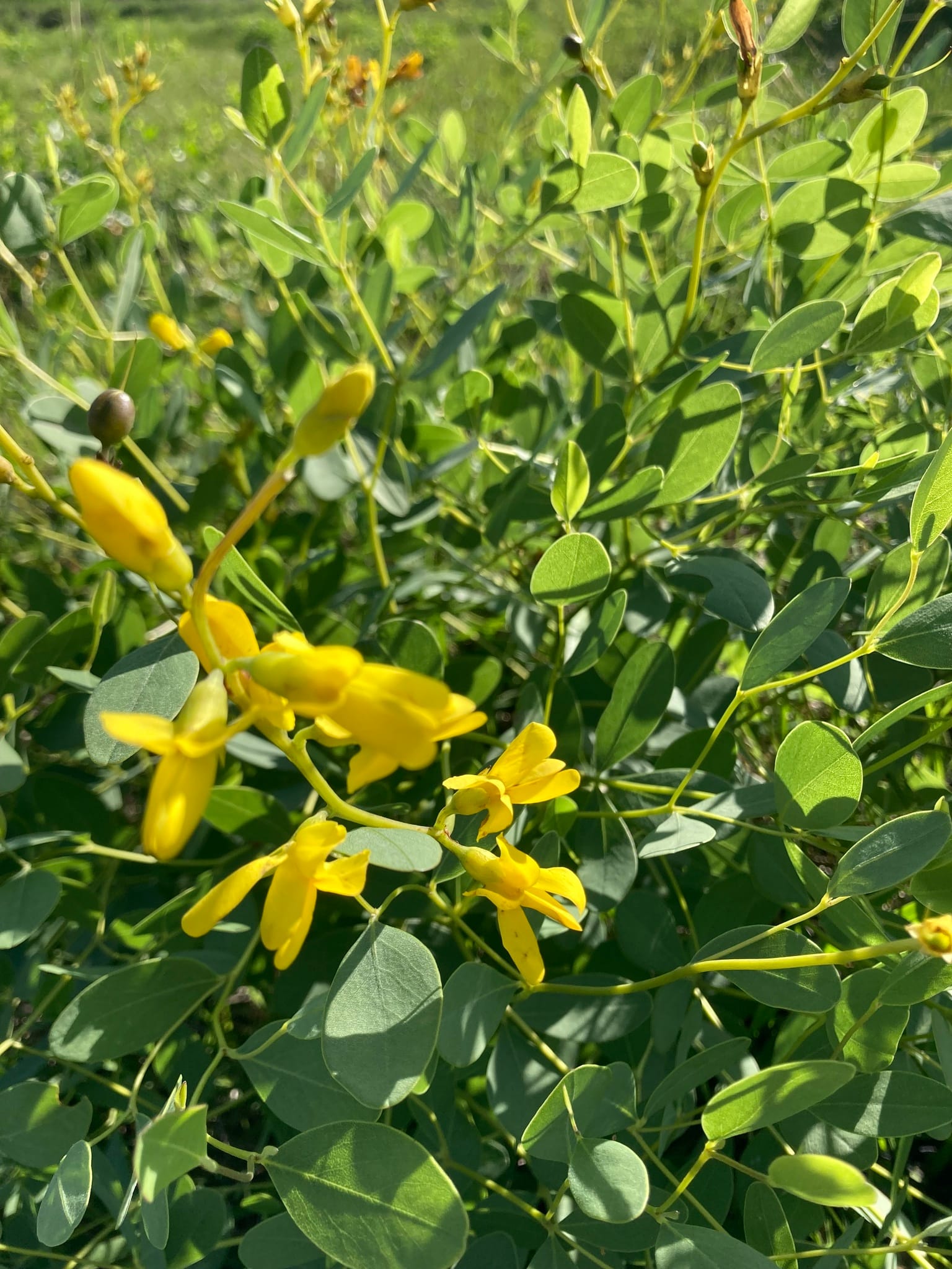 Large Yellow Wild Indigo - Image 3