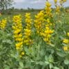 Large Yellow Wild Indigo