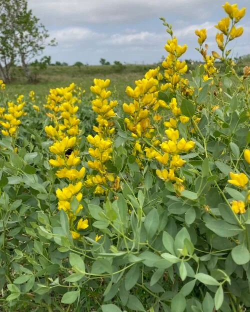 Large Yellow Wild Indigo