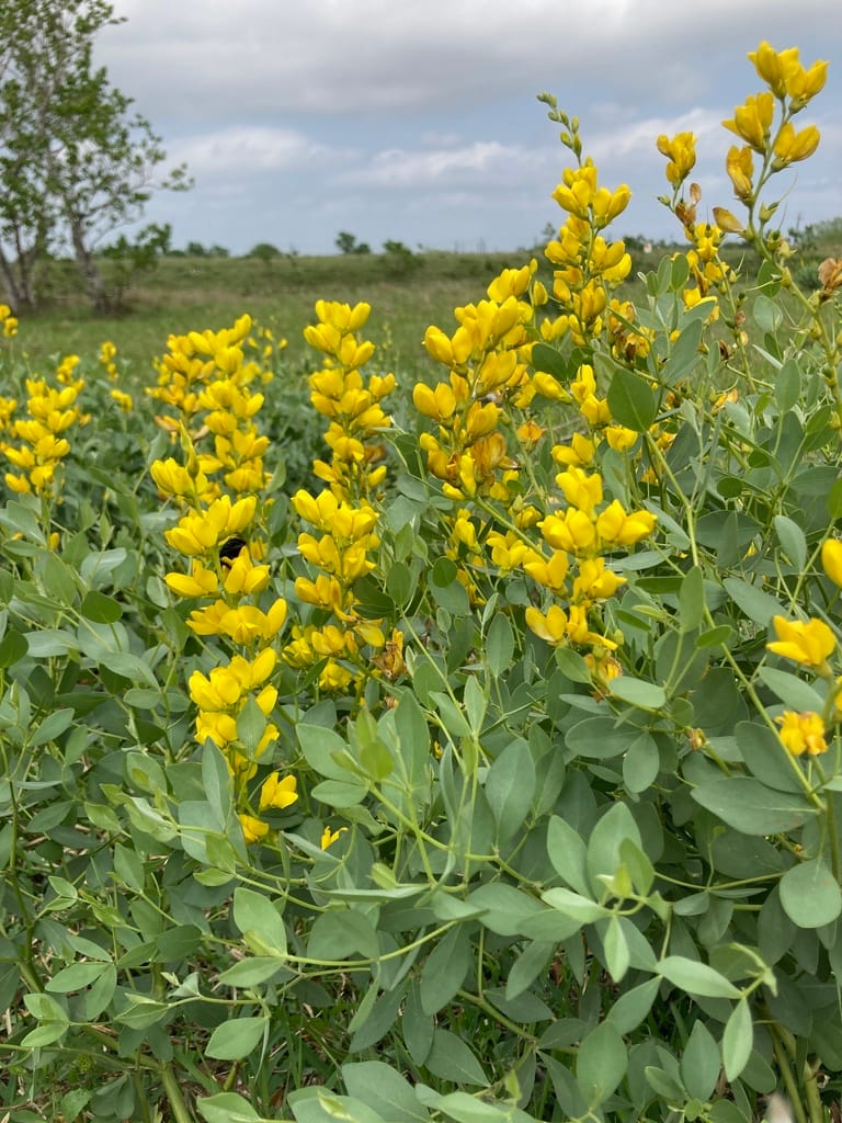Large Yellow Wild Indigo