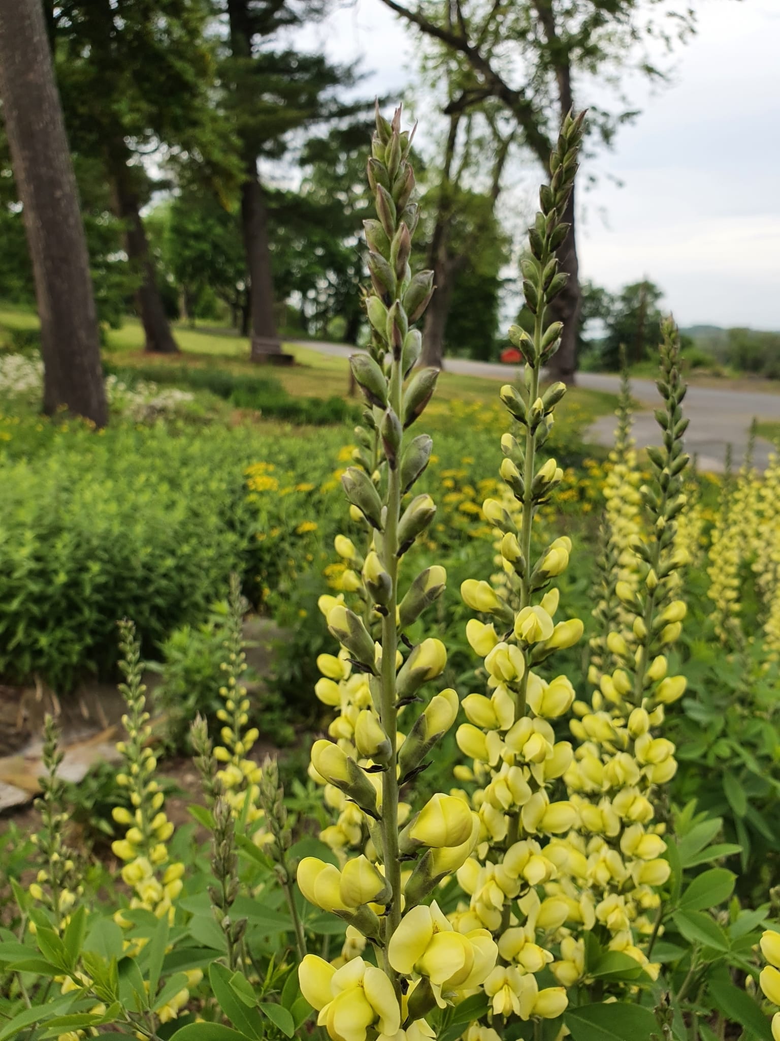 Large Yellow Wild Indigo - Image 2